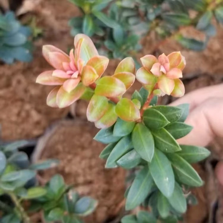 罗汉松盆景素材珍珠罗汉松米叶罗汉松植物办公桌前台美观造型树