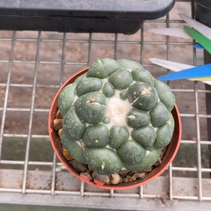 口**妹伯克利和格兰两位著名音乐