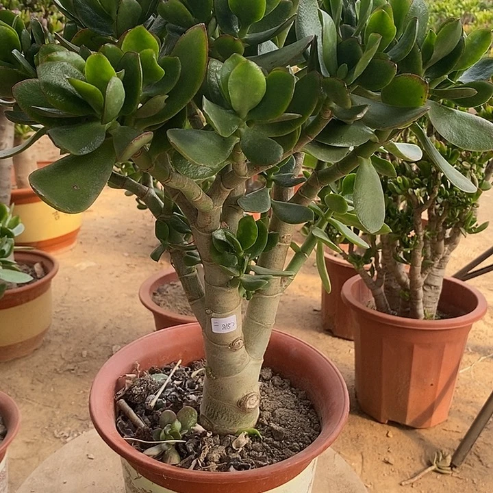 二***妈45元玉树一物一拍