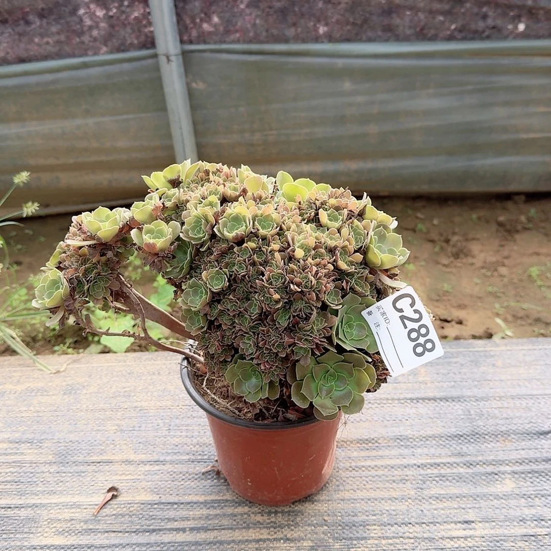 288玫瑰朵朵一颗满28包邮