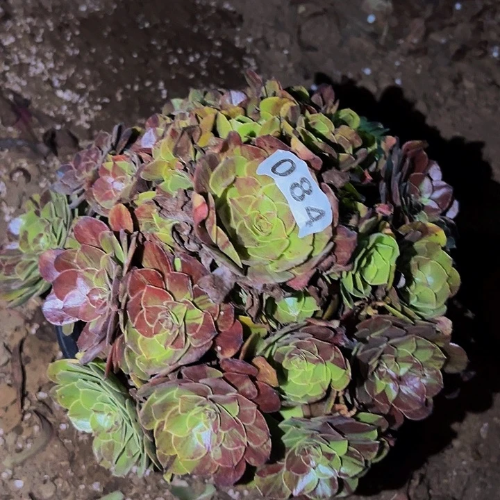 084花月夜多肉植物不售后