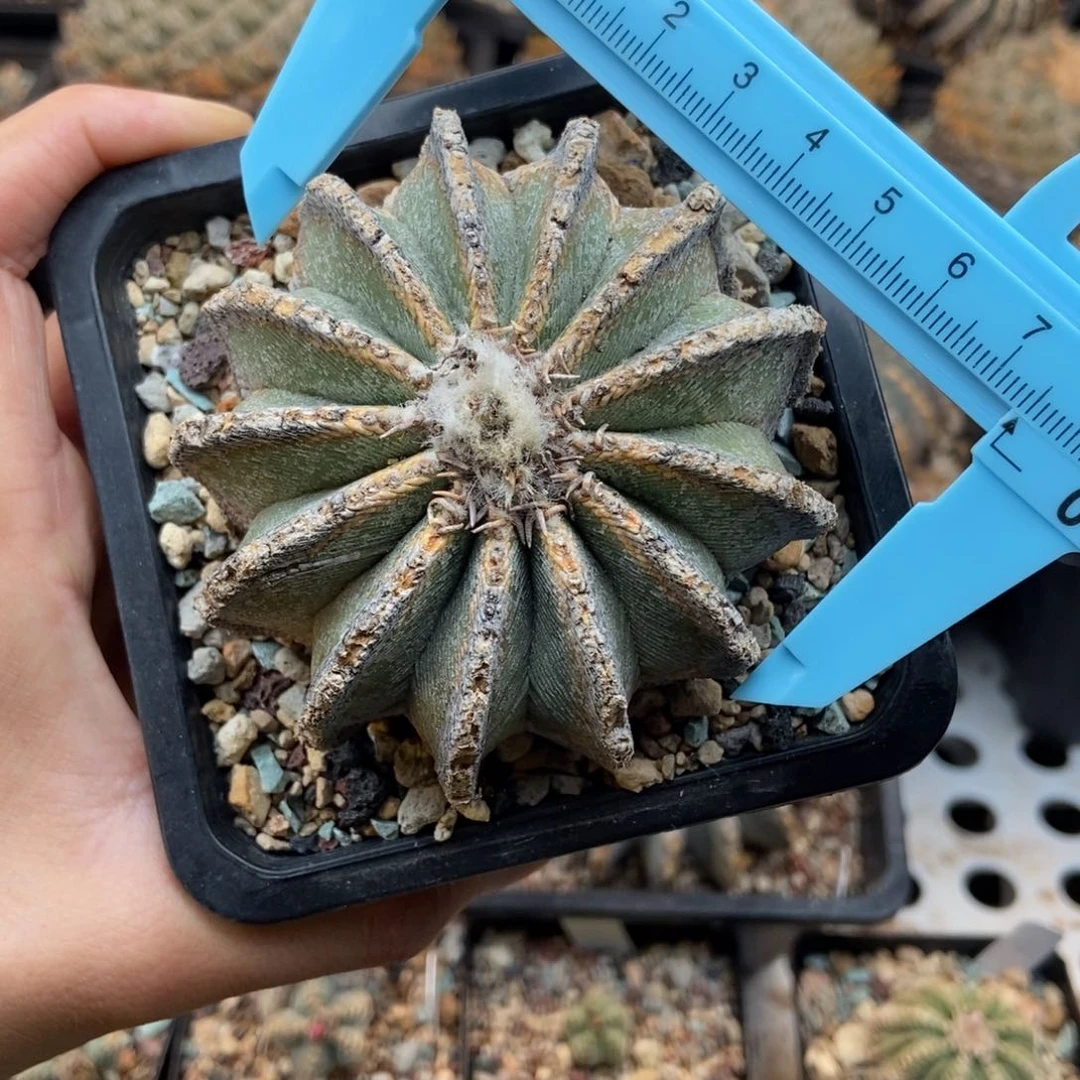 辛顿花笼养定带盆发货包顺丰