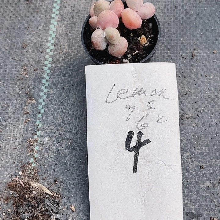 冰*4密密麻麻密密麻麻