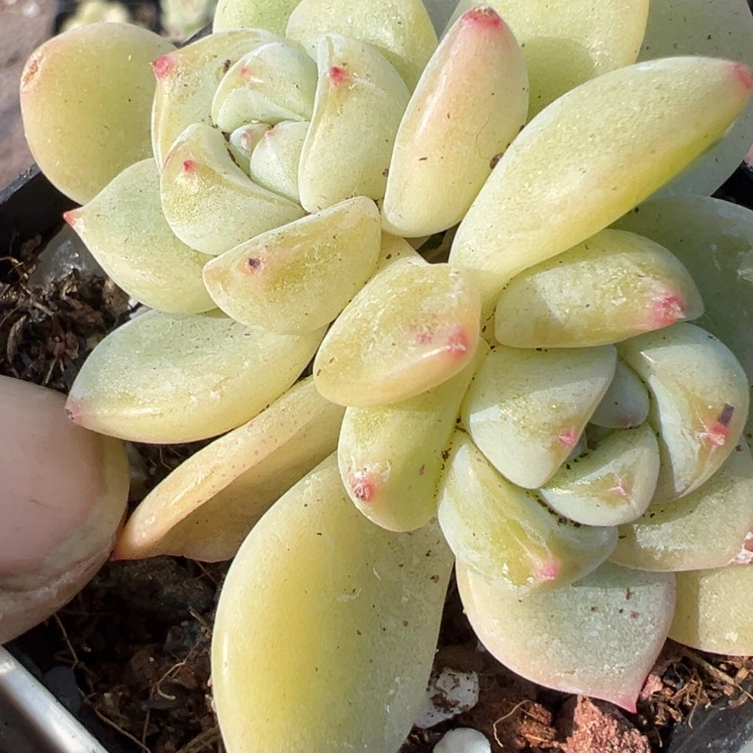 小卡拉米糖心一物一拍