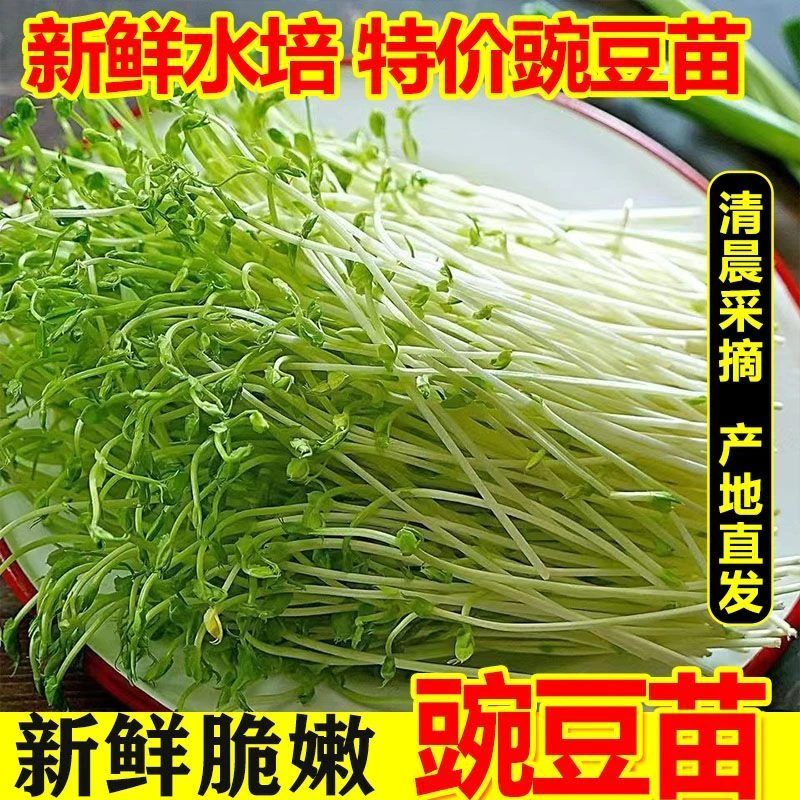 新鲜健康水培豌豆芽苗菜火锅食材煲汤热炒鲜蔬菜盒装
