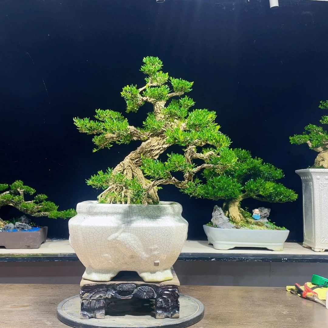 完全开放黄杨盆景四季常青