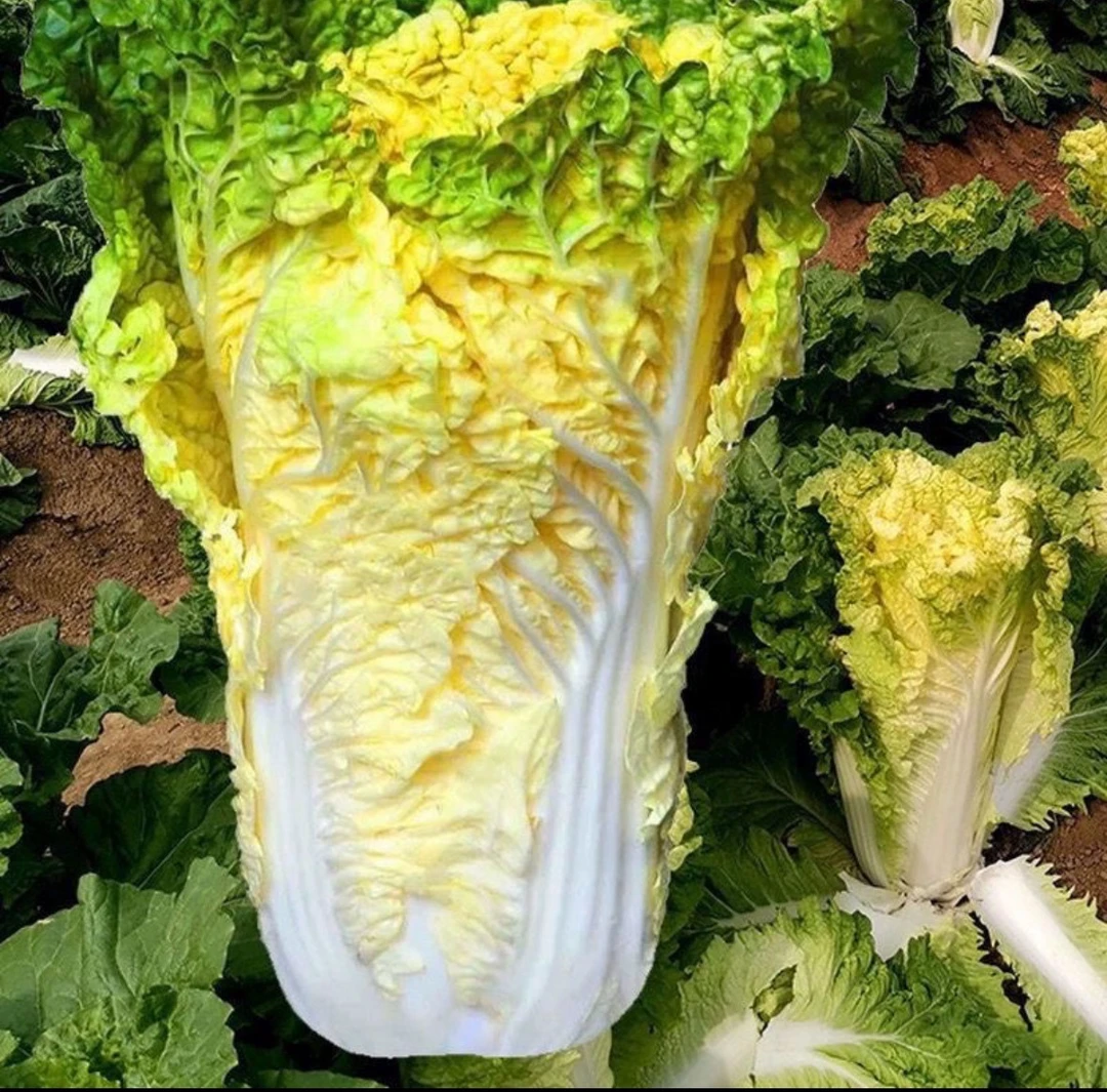 【大黄心888白菜种子】四季种植盆栽地栽阳台小院种植