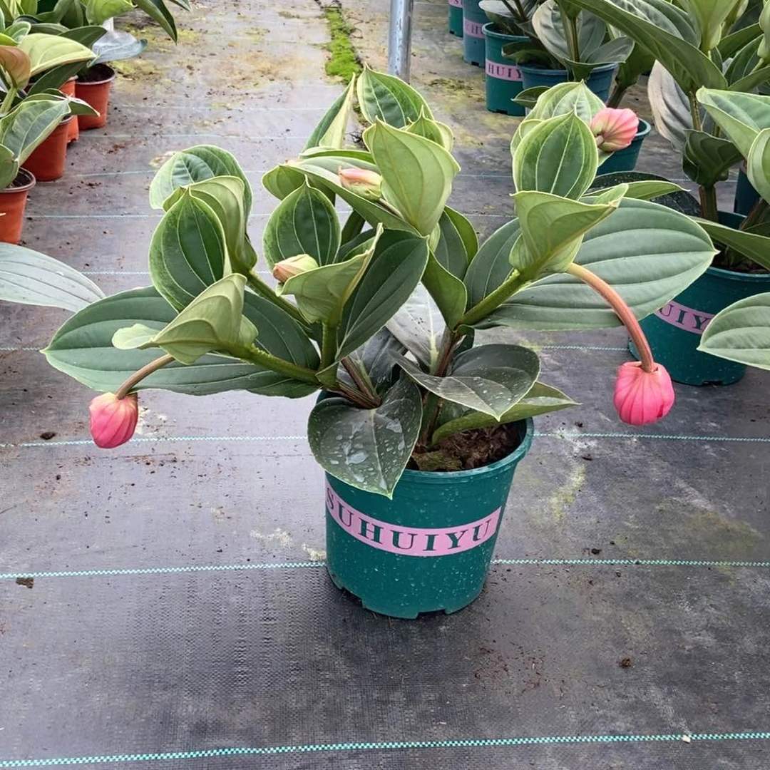 当前无花栽培后可以开花用****1