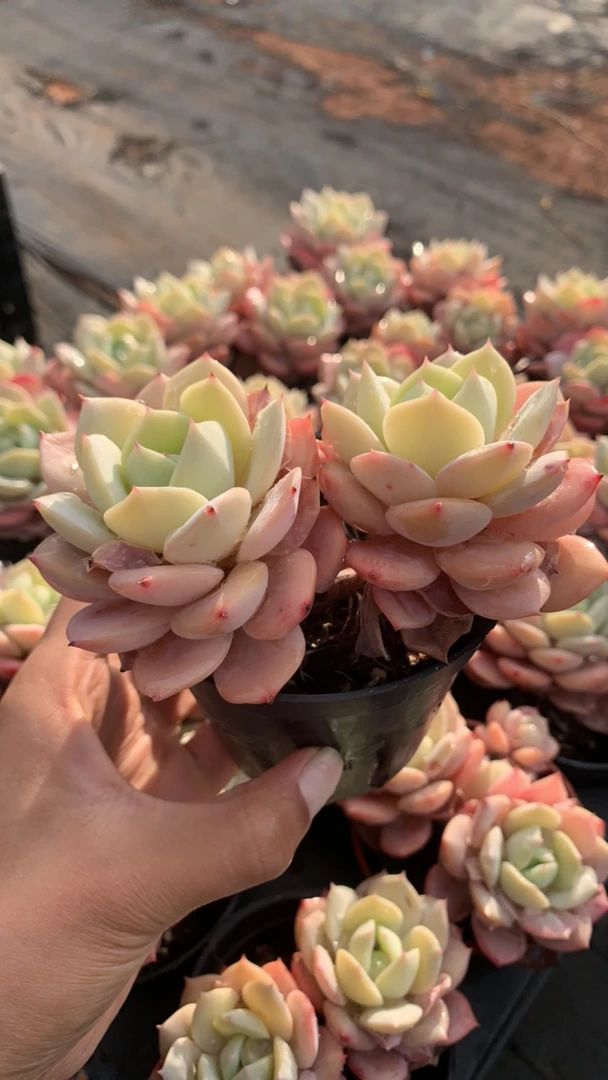 恋曲老桩多肉植物【2头起发】买一送一