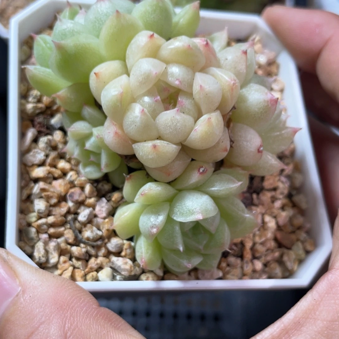 优选麦杆群生不包整781