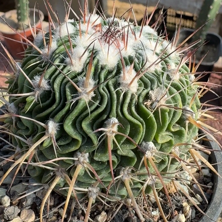 振武玉实生66666666