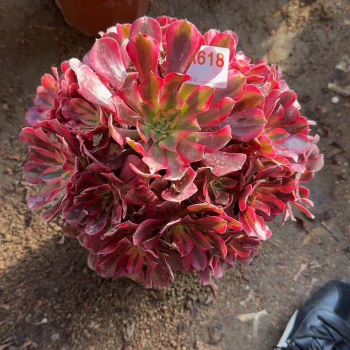 美杜莎618多肉冠服28