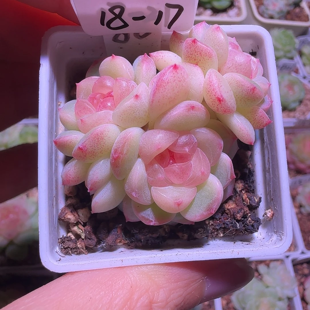 18-17福利甜心童话三头群生不包整