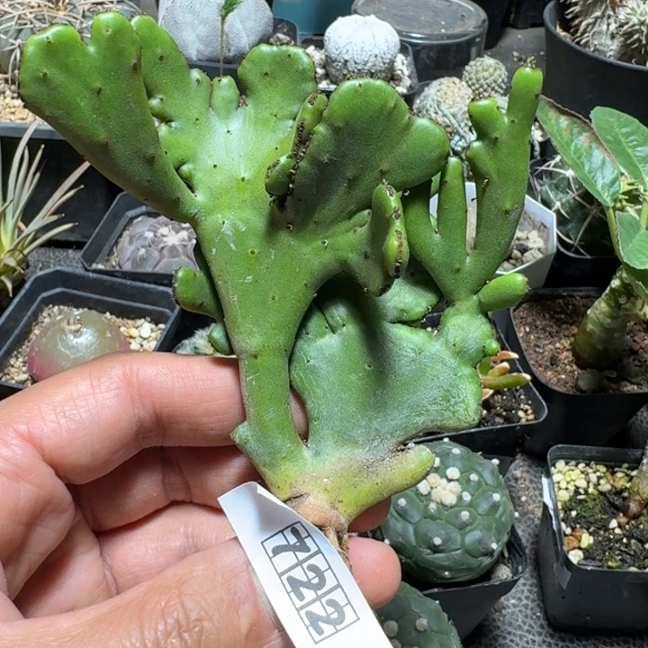 拽***拽722光棍树缀化脱土发货