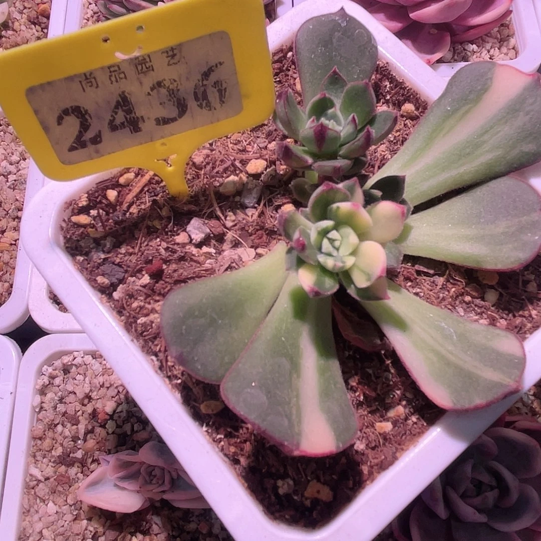 陆***熠尚品特价丹尼尔锦2436