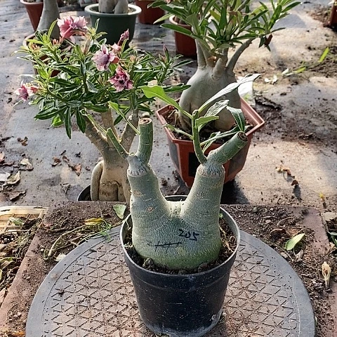 【闪购商品】无花朵用****4