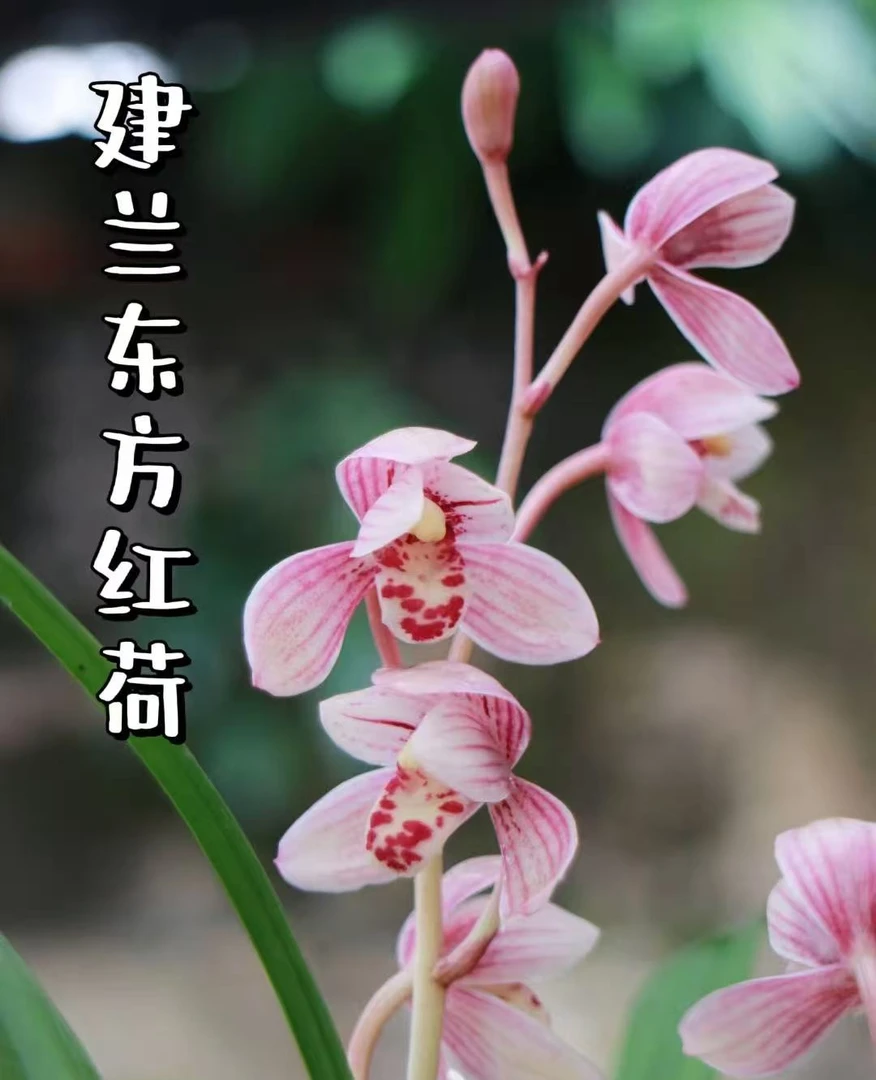 （兰庭小主）东方红荷带花苞  建兰老品种 浓香型  花期长 好养易活