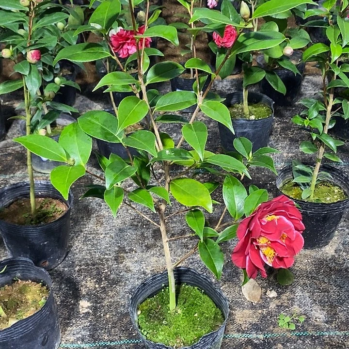 圣诞帽茶花 带花苞