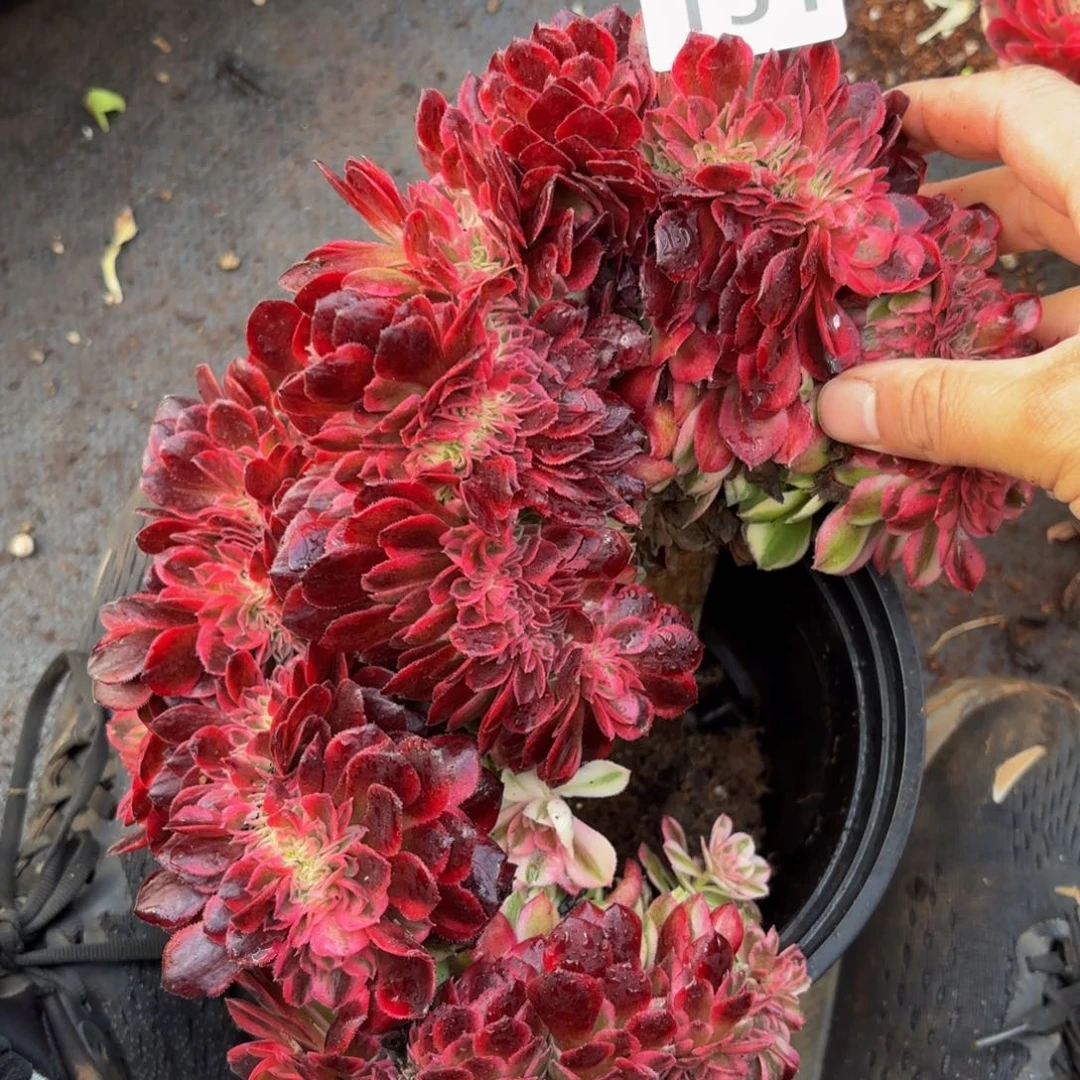 151多肉植物荔枝缀