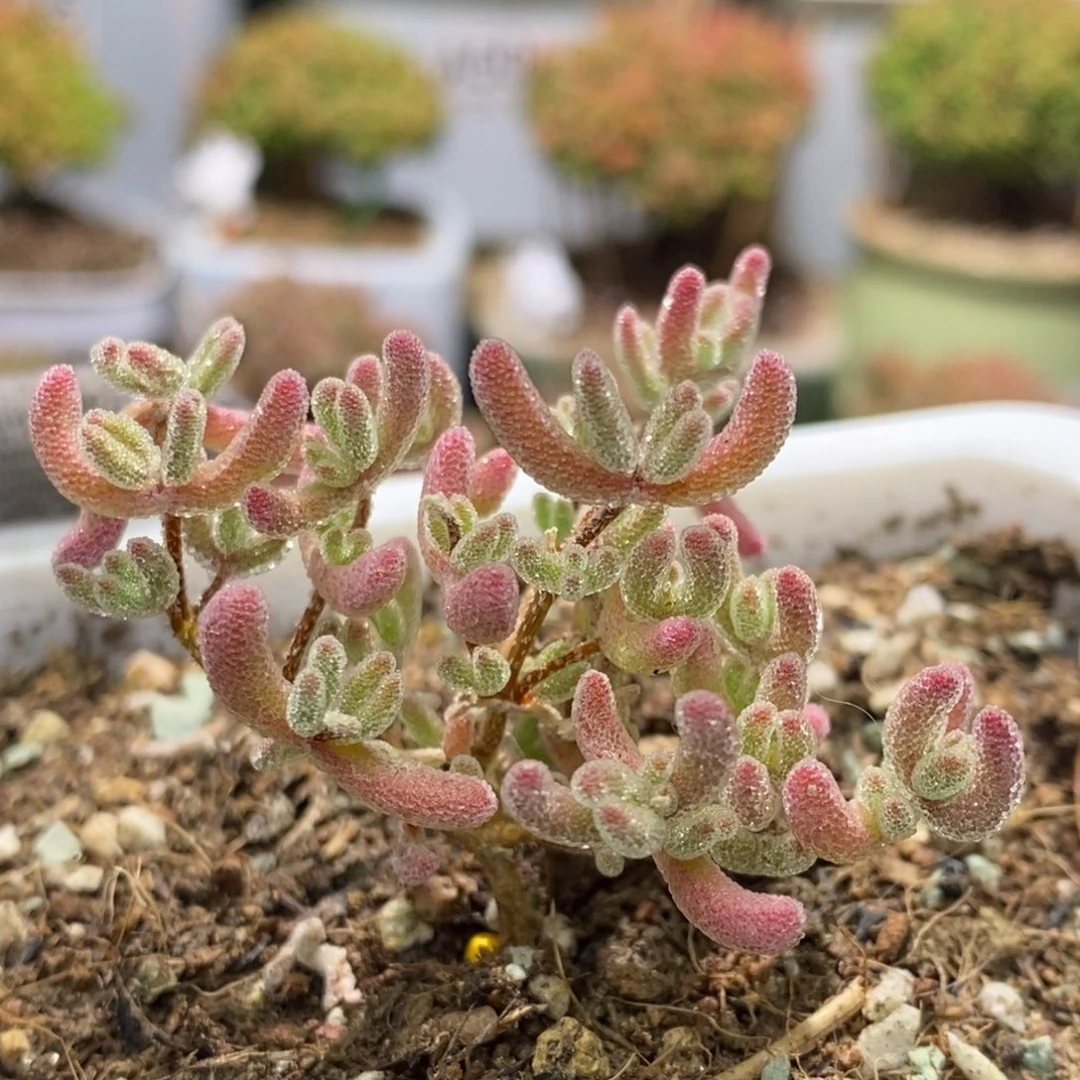 冰晶杂特价款枝干番杏A399