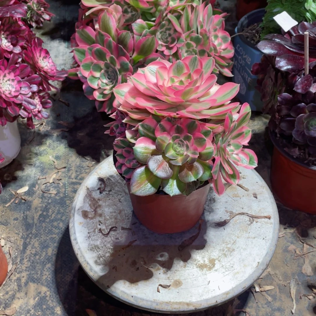 多肉植物女巫130