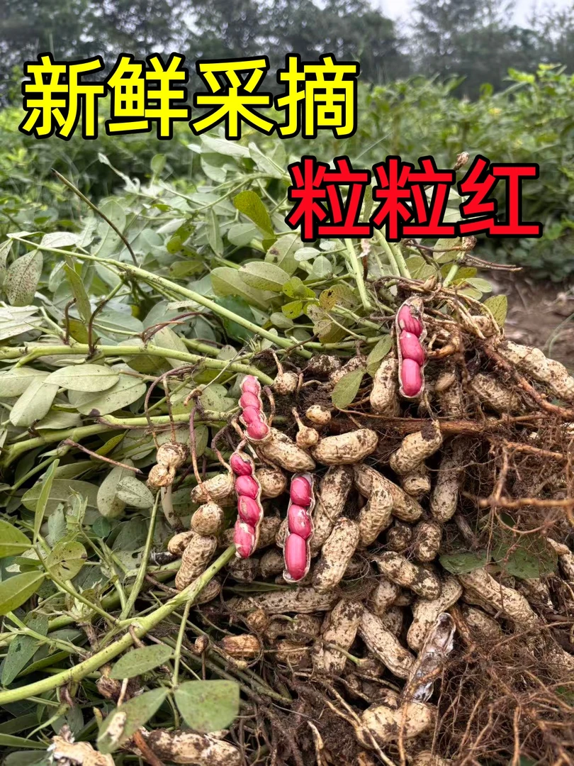 农家现摘新鲜花生当季地里现摘带泥锁鲜带壳花生大白沙花生粒粒红