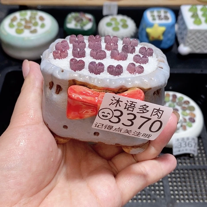 精美盆栽 一物一拍 3370