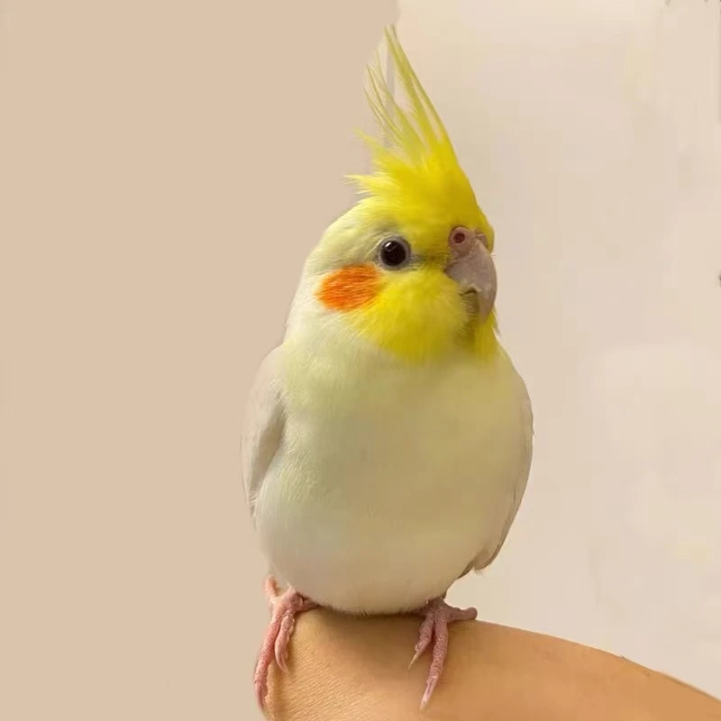 玄凤鹦鹉活体会学说话手养宠物黄化玄凤可繁殖鸟鹦鹉活鸟高颜值