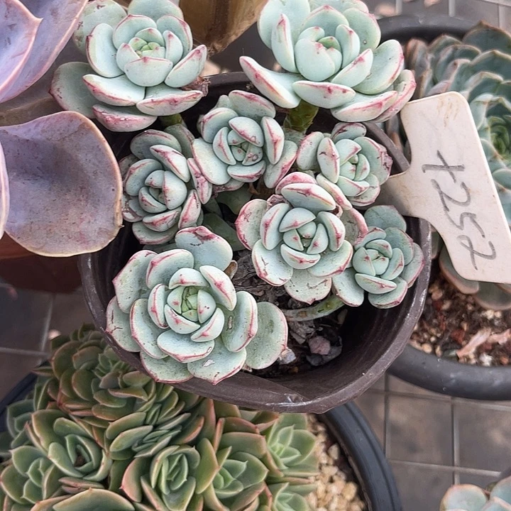 两单包邮，一物一拍252香草