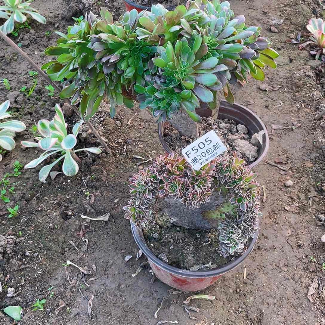 ?****y505组合多肉法师有伤