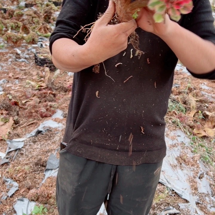 红袖醉话21号多肉法师