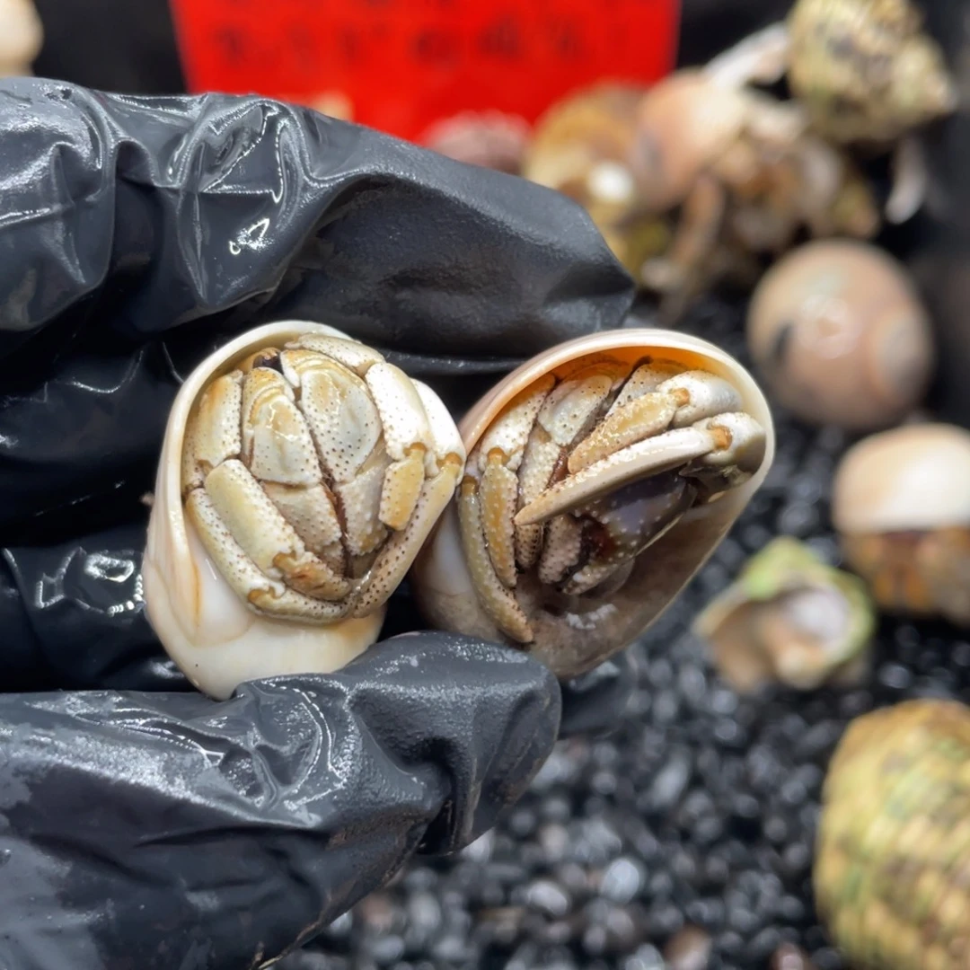 不退不换谢谢支持54