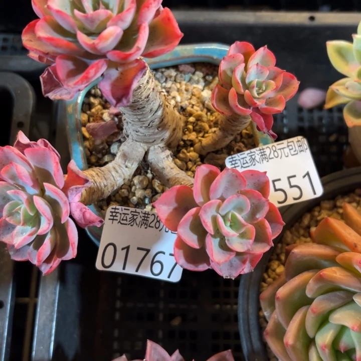 幸运儿是一位非常优秀