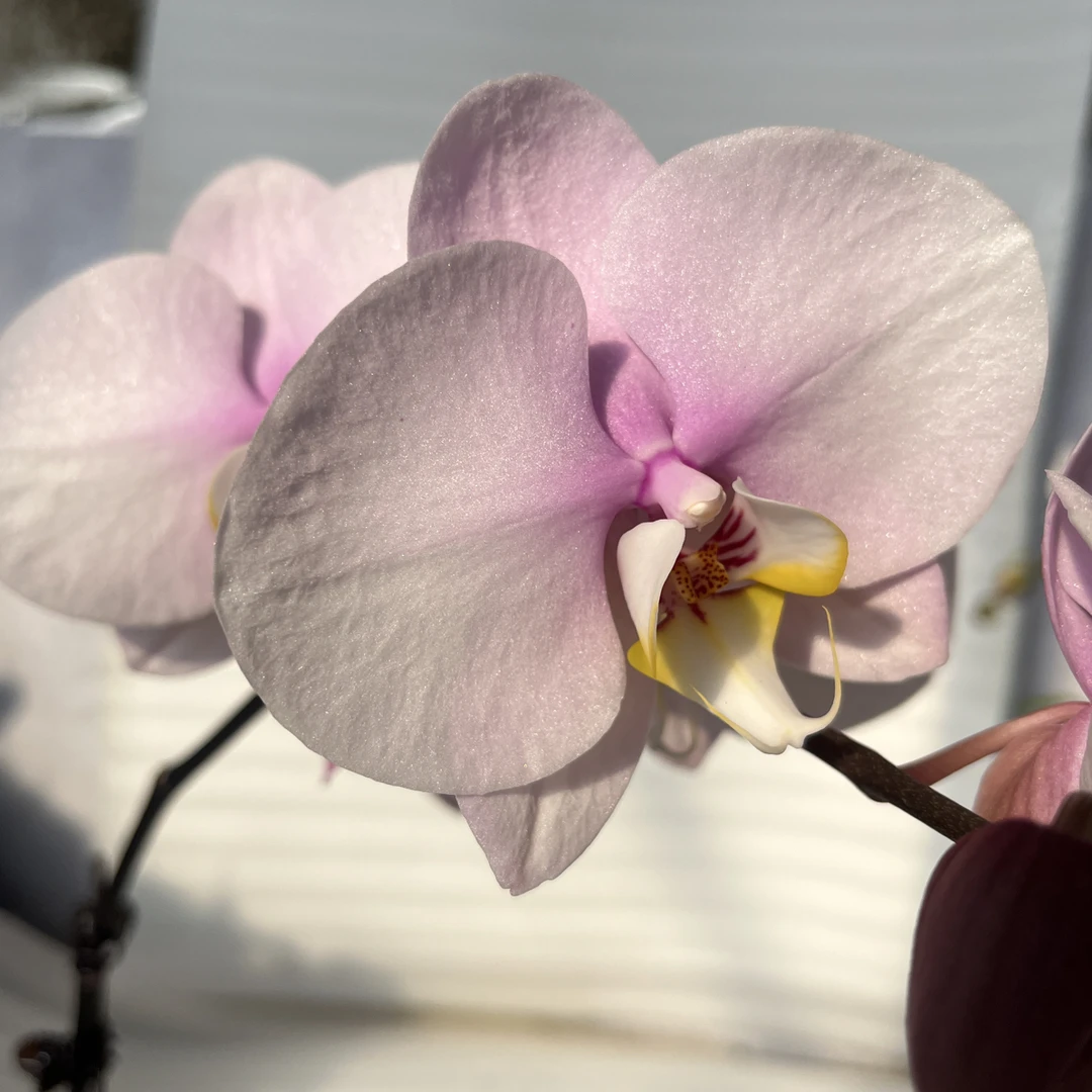 【甜梦】3.0寸 带花带花苞