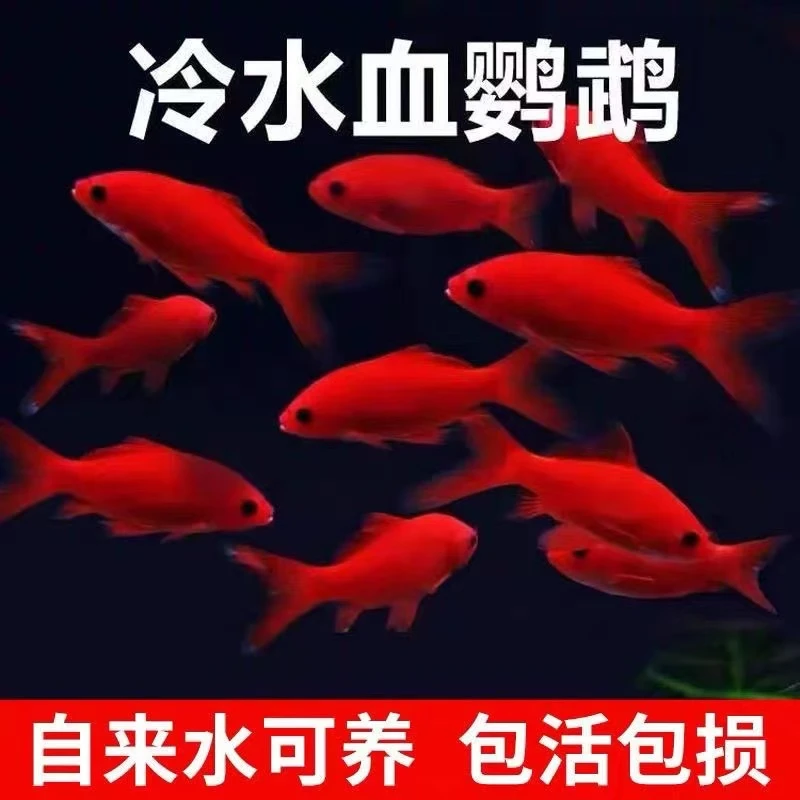 顺丰冷水鹦鹉鱼耐活好养招财红鱼淡水观赏鱼金鱼活鱼锦鲤活鱼鱼苗