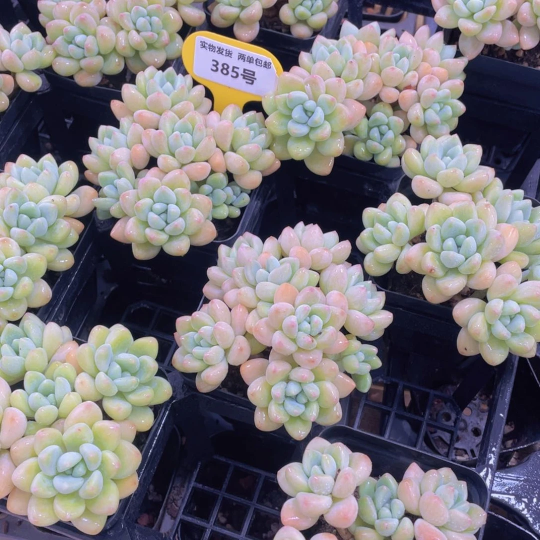 385号 多头老桩奶酪蛋糕大群一个