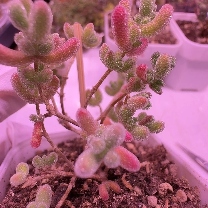 元旦福利9号，粉冰一物一拍带盆土发货！