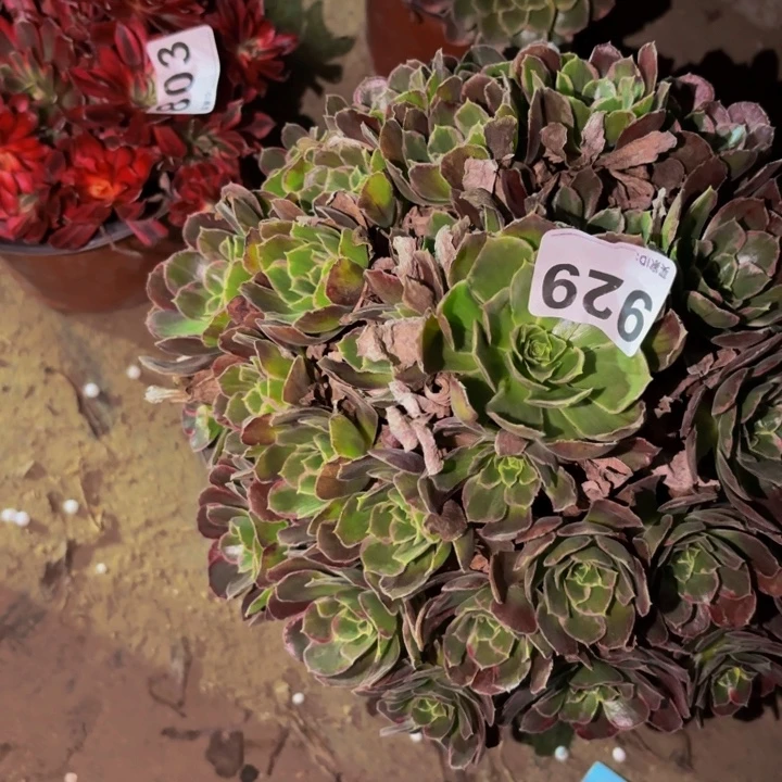 929多肉植物不售后