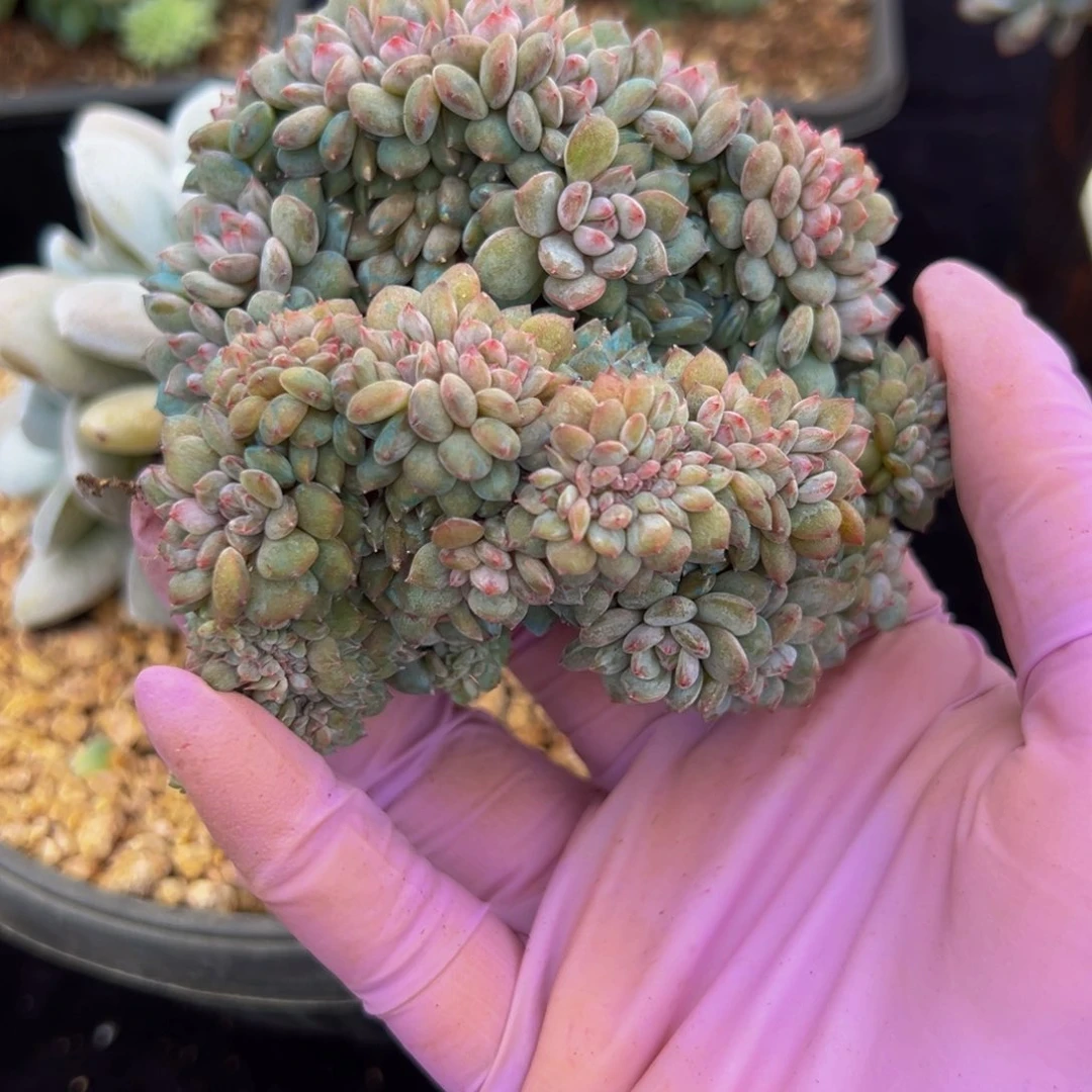ঞ**花新年快乐 新年快乐 新年快乐