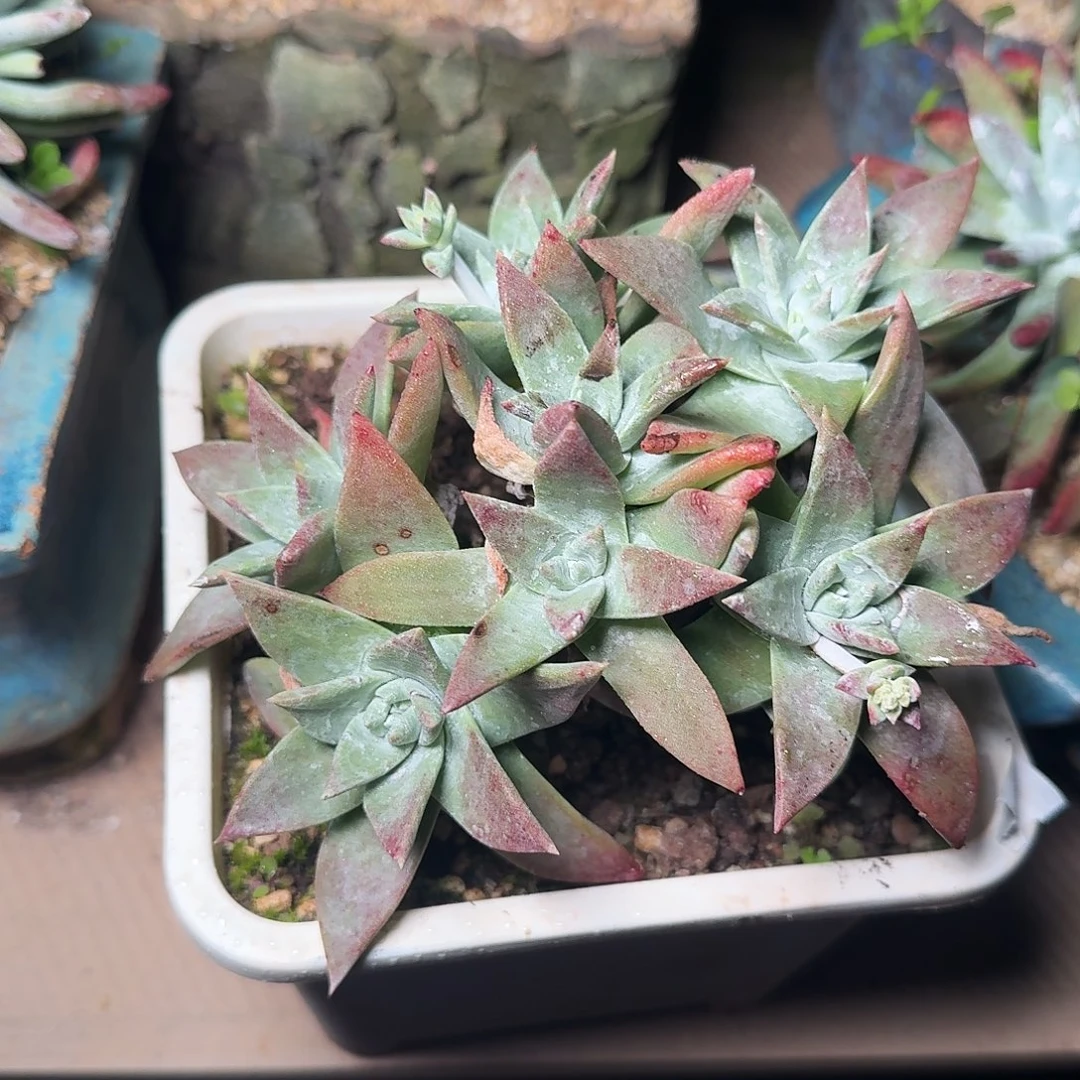 1187法瑞杂交多肉