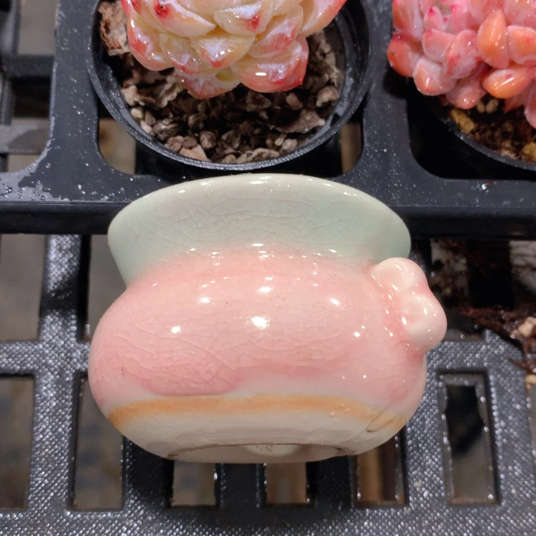 肉萌萌精控多肉 5cm盆量拍 粉盆190