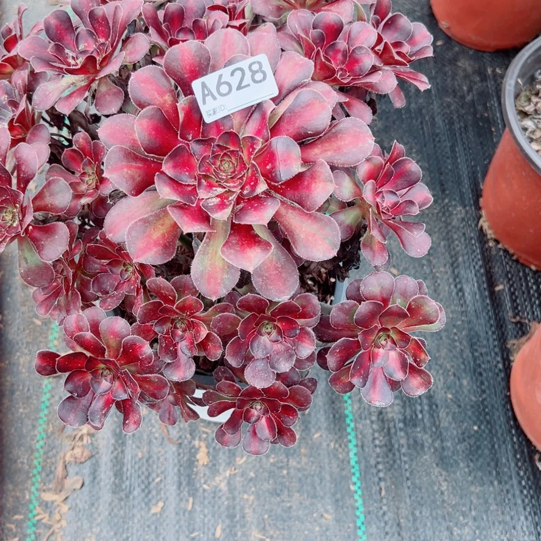 明***妈628蝴蝴蝶多肉植物法师多肉