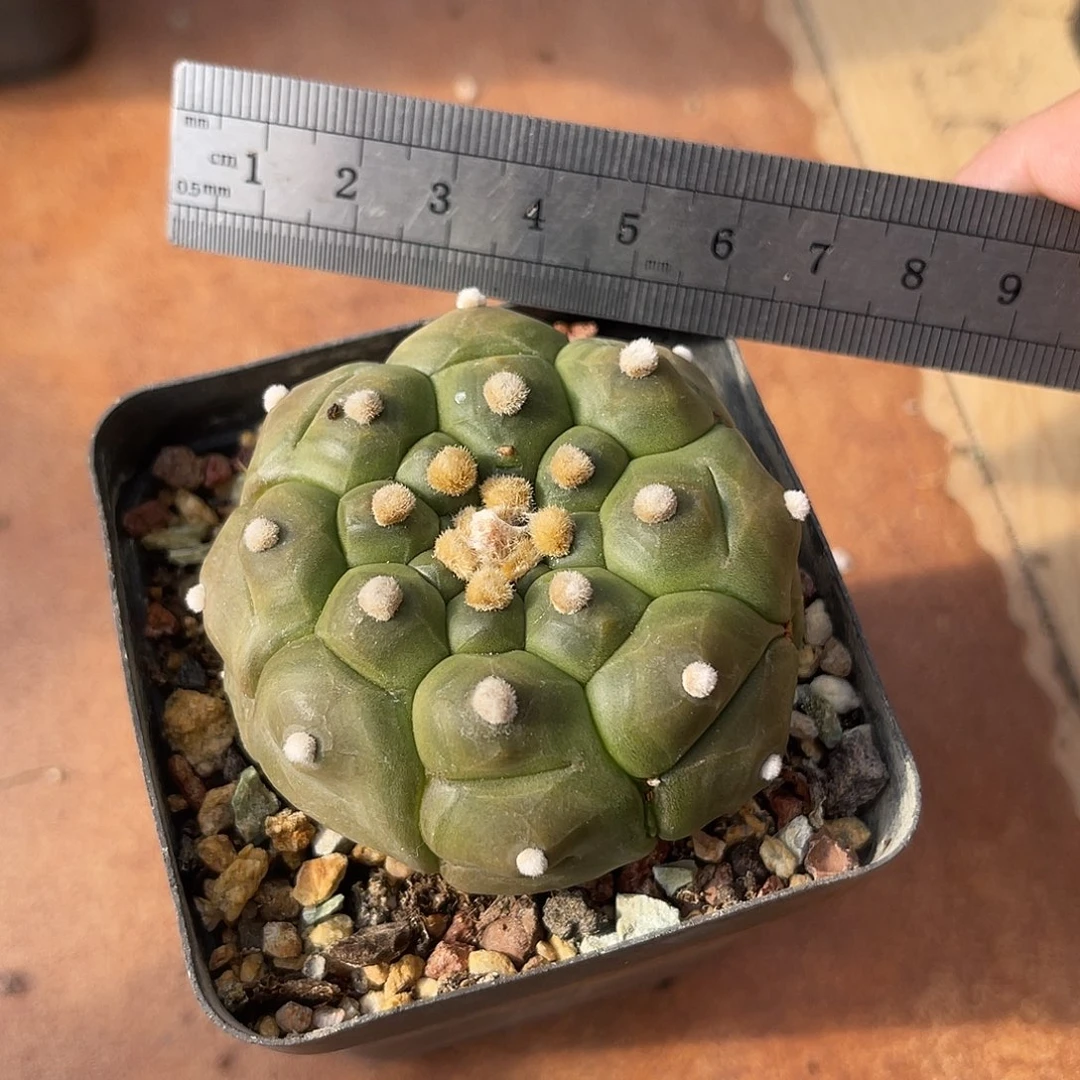实生大尤龟甲兜一物一拍