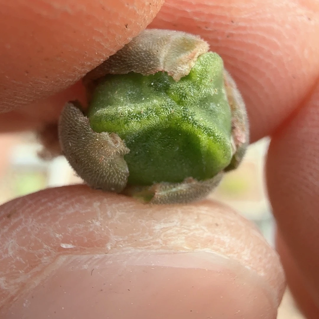 树*dy9 树树 sb793