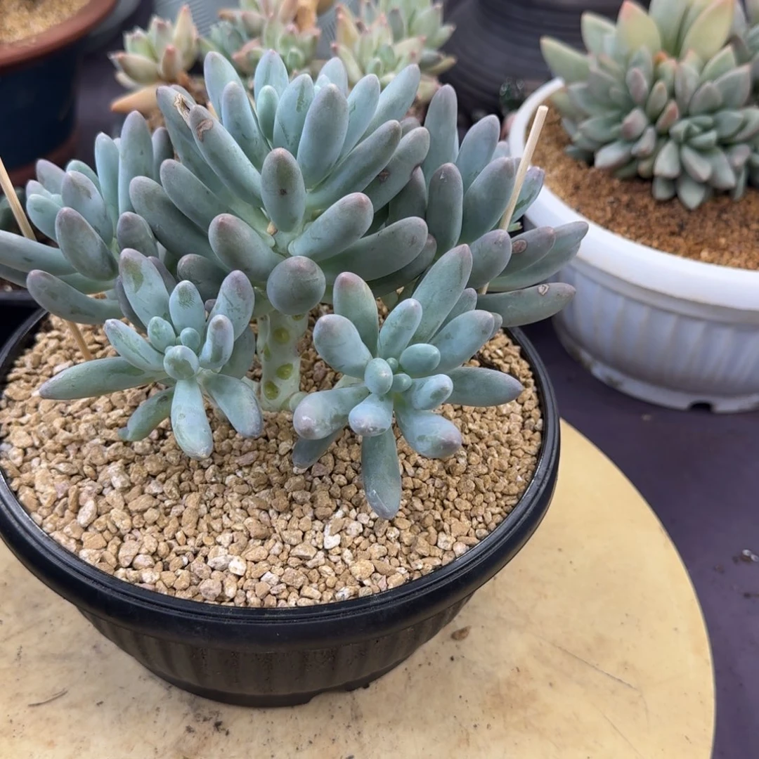河***草组合