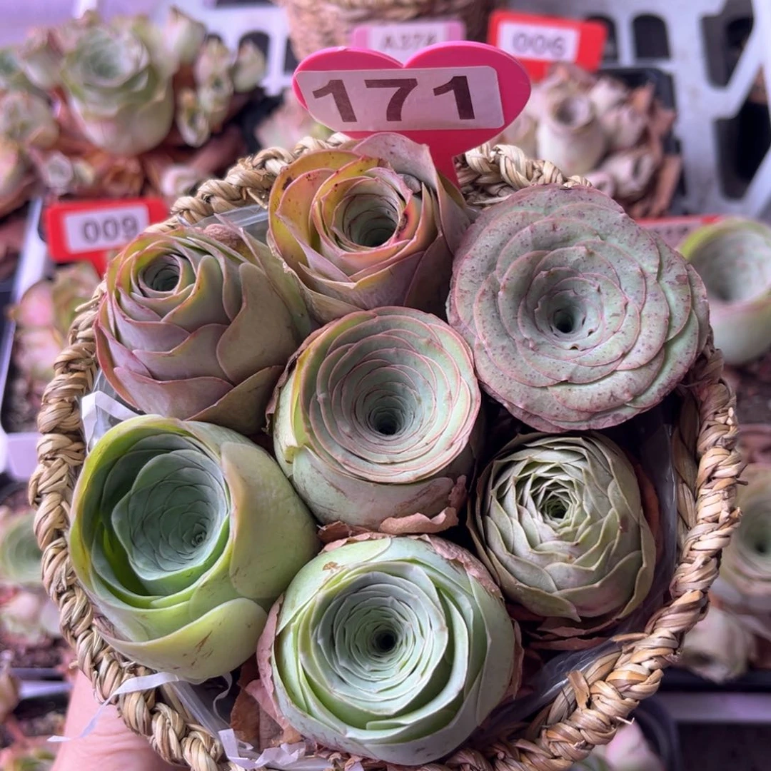 多品种玫瑰花篮171