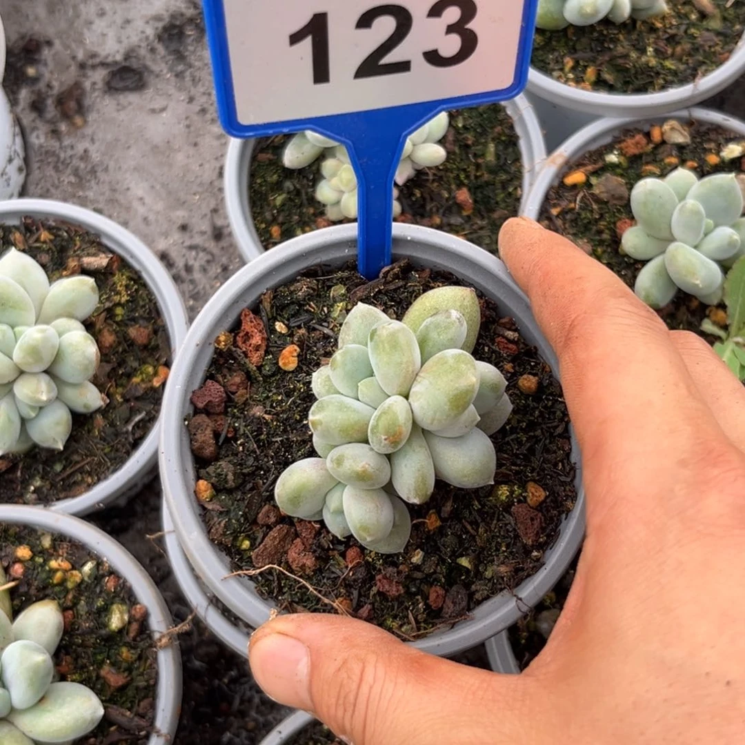 多肉植物胖体哥特123