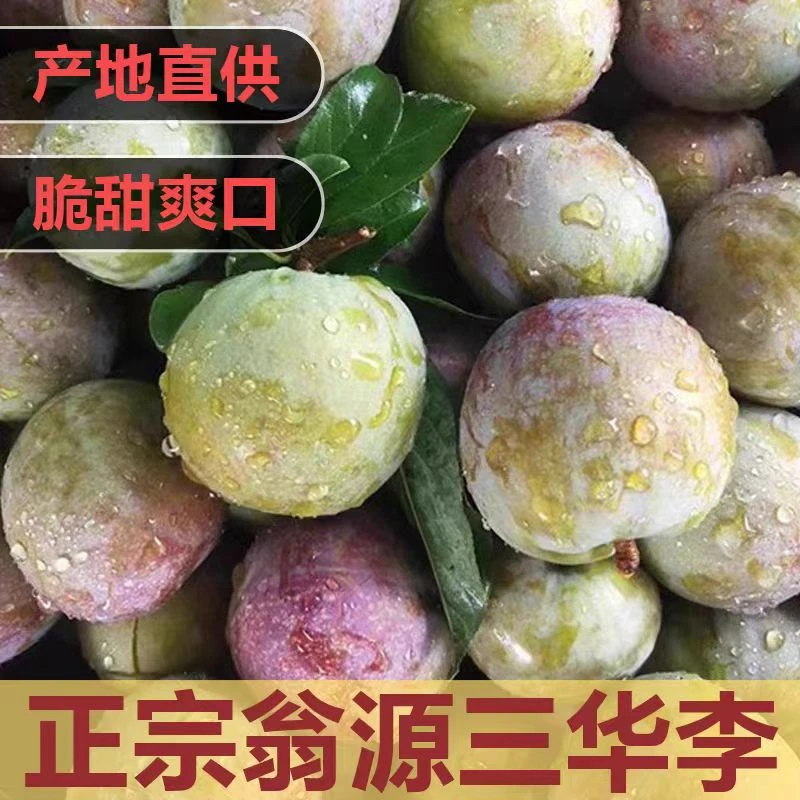 新鲜现摘正宗广东翁源红心三华李脆甜爽口当季水果