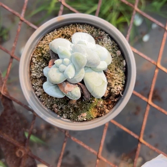 猪*谢谢姐姐～一物一拍926