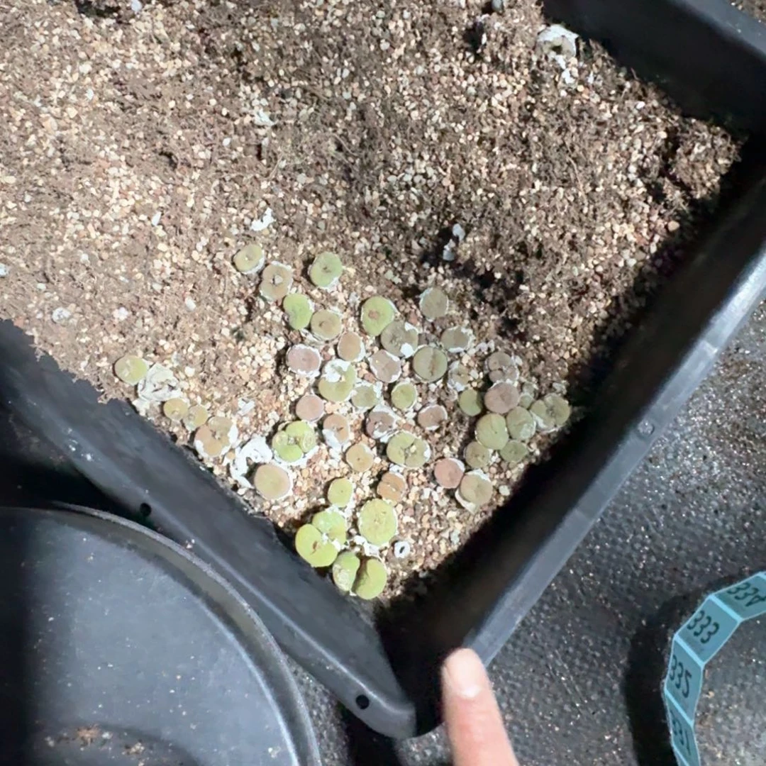 326。 空卡佛脱土发货福利